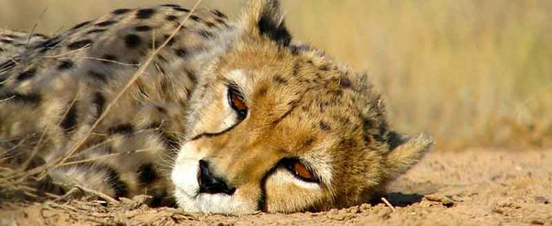 Wildlife of Kharturan