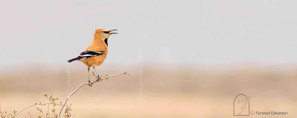 Pleske's Ground Jay