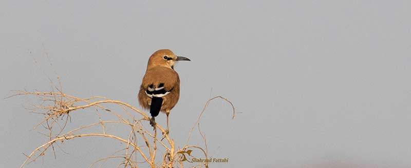 Birding in winter
