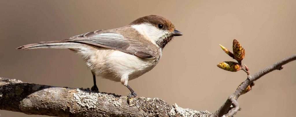 Caspian Tit - Best Bird Watching Season